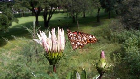 Lucero Torres (Mariposa)